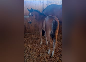 Sella Italiano, Stallion, Foal (02/2024), 11.2 hh, Brown