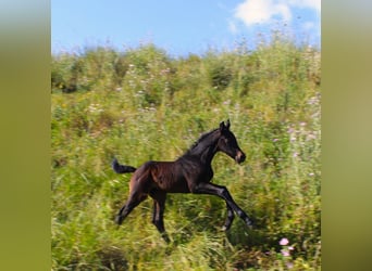 Sella Italiano, Stallion, , Bay-Dark