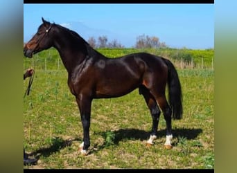 Sella Italiano, Stallion, , Bay-Dark