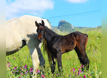 Sella Italiano, Stallion, , Bay-Dark
