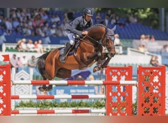 Sella Italiano, Stallion, , Bay-Dark