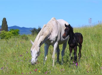 Sella Italiano, Stallion, , Bay-Dark