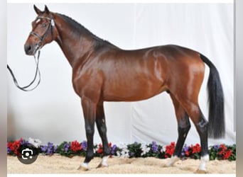 Sella Italiano, Stallion, , Bay-Dark