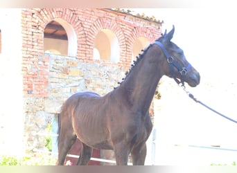 Sella Italiano, Stallion, Foal (05/2025), Bay-Dark