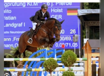 Sella Italiano, Stallion, , Bay-Dark