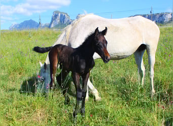 Sella Italiano, Stallion, , Bay-Dark