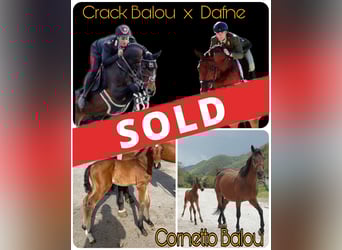 Sella Italiano, Stallion, , Brown