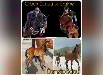 Sella Italiano, Stallion, , Brown