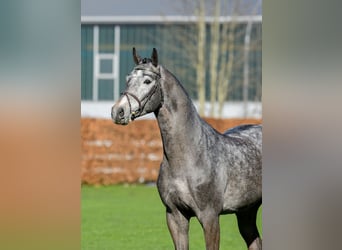 Sella Italiano, Stallion, 6 years, 16.3 hh, Gray