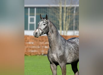 Sella Italiano, Stallion, 7 years, 16,3 hh, Grey