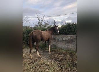Sella Italiano, Stallone, 1 Anno, Grigio
