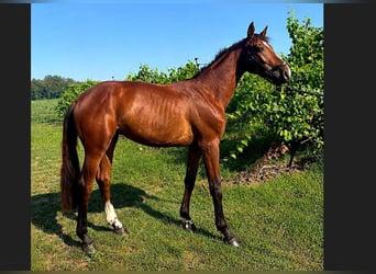 Sella Italiano, Stallone, 2 Anni, 154 cm, Baio