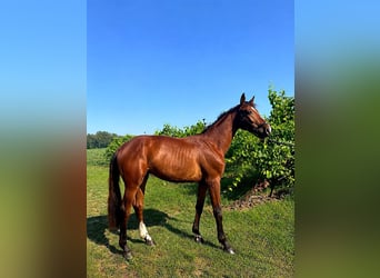 Sella Italiano, Stallone, 2 Anni, 154 cm, Baio