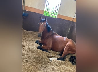 Sella Italiano, Stallone, 7 Anni, 170 cm, Baio