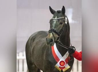 Sella Italiano, Stallone, 8 Anni, 172 cm, Grigio