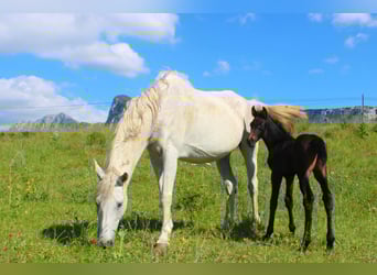 Sella Italiano, Stallone, , Baio scuro