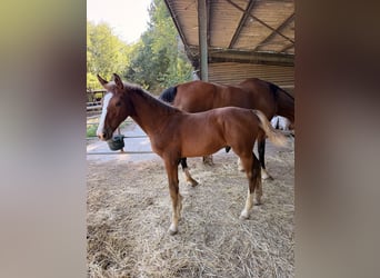 Sella Italiano, Stallone, Puledri (05/2026), Sauro