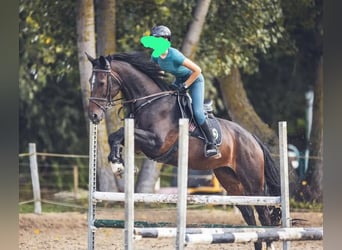 Italienisches Reitpferd, Stute, 14 Jahre, 168 cm, Brauner