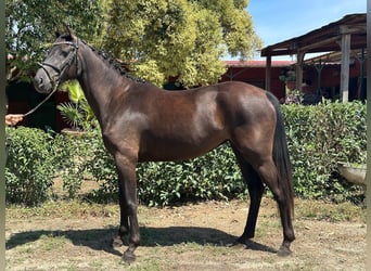 Sella Italiano, Sto, 4 år, 163 cm, Mörkbrun