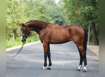 Italienisches Reitpferd, Stute, 5 Jahre, 165 cm, Brauner