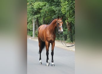 Italienisches Reitpferd, Stute, 5 Jahre, 165 cm, Brauner