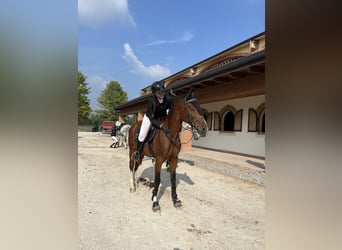 Italienisches Reitpferd, Wallach, 6 Jahre, 170 cm, Brauner