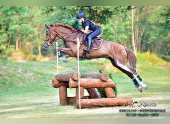 Sella Italiano, Valack, 7 år, 176 cm, fux