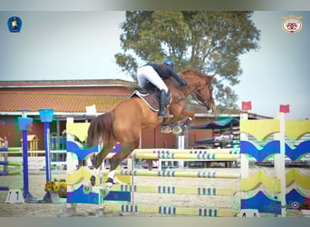 Sella Italiano, Valack, 7 år, 176 cm, fux