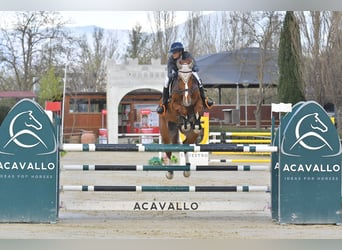 Sella Italiano, Valack, 7 år, 176 cm, fux