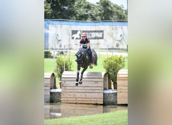 Sella Italiano, Wałach, 12 lat, 163 cm, Ciemnogniada