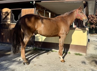 Sella Italiano, Wałach, 13 lat, 175 cm, Kasztanowata