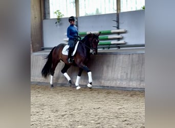 Sella Italiano Mix, Wałach, 5 lat, 177 cm, Gniada