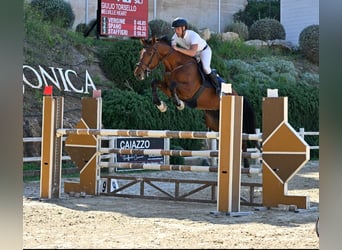 Sella Italiano, Wałach, 6 lat, 182 cm, Gniada