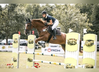 Sella Italiano, Wałach, 8 lat, 166 cm, Kasztanowata