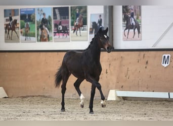 Sella Italiano, Yegua, 1 año, Castaño