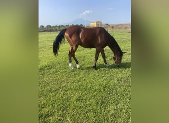 Sella Italiano, Yegua, 1 año, Castaño claro