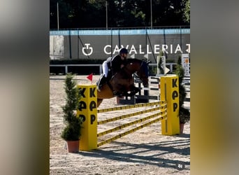 Sella Italiano, Yegua, 8 años, 175 cm, Castaño