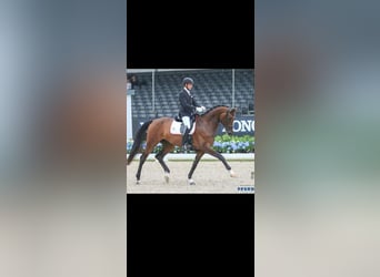 Selle autrichien, Étalon, 2 Ans, 170 cm, Bai brun foncé