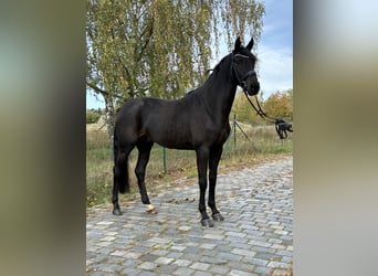 Selle autrichien, Étalon, 3 Ans