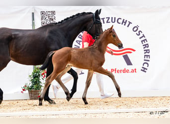 Selle autrichien, Étalon, Poulain (05/2026), 168 cm, Bai