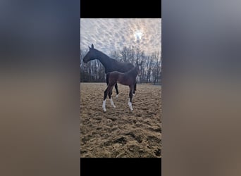 Selle autrichien, Étalon, Poulain (03/2025), 172 cm, Bai brun foncé
