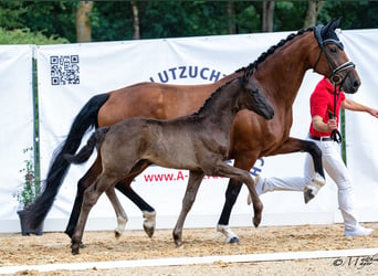 Selle autrichien, Étalon, Poulain (05/2026), 172 cm, Noir