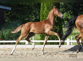 Selle autrichien, Étalon, Poulain (02/2024), Alezan