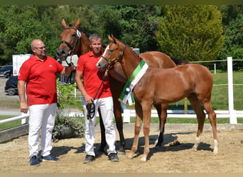 Selle autrichien, Étalon, Poulain (02/2024), Alezan