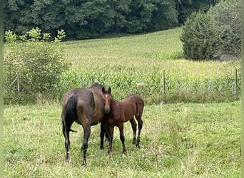 Selle autrichien, Étalon, Poulain (05/2023), Bai
