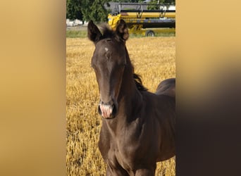 Selle autrichien, Étalon, Poulain (01/2025)