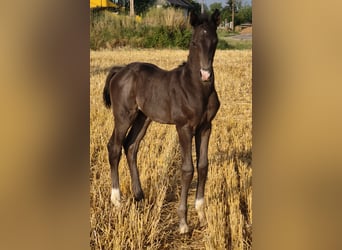 Selle autrichien, Étalon, Poulain (01/2025)