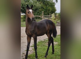 Selle autrichien, Étalon, Poulain (01/2025)