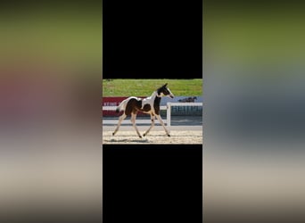 Selle autrichien, Étalon, Poulain (06/2023), Pinto
