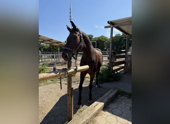 Selle autrichien, Hongre, 10 Ans, 168 cm, Bai brun